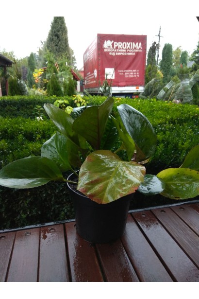 Бадан  Вінтер глоу - 3л/вис.25-30см/Ø30-40см